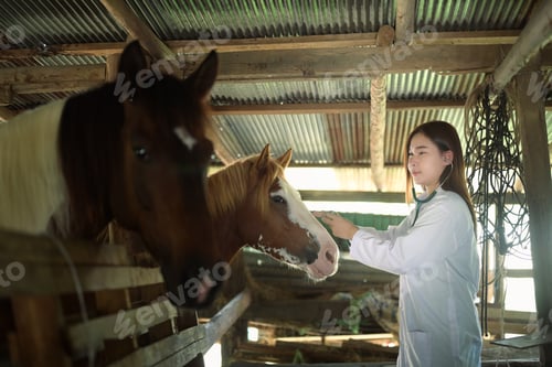 Preview: Veterinarian with stethoscope checking health of horse in the stable