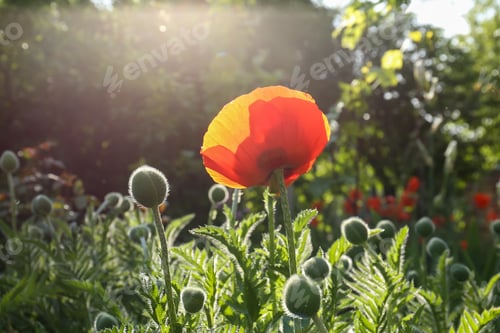 Preview: Beautiful bright red poppy flower outdoors on sunny day, closeup view