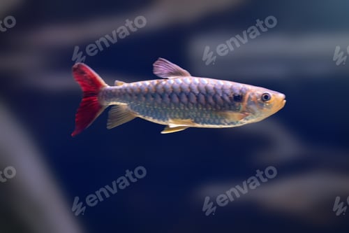Preview: Pinktail Chalceus (Chalceus macrolepidotus) - Freshwater fish