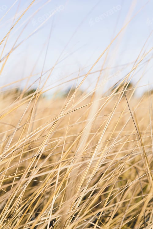Preview: Field of coastal sea grasses