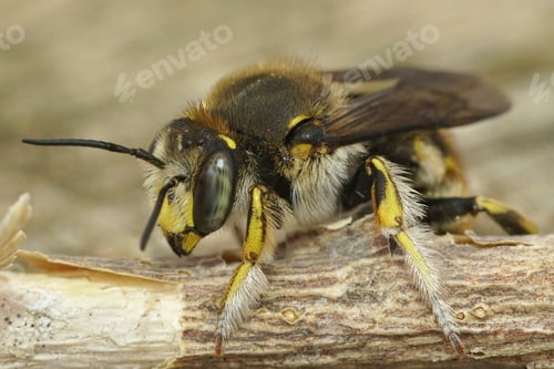 Preview: Close up of a male common carder bee , Anthidium manicatum