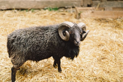 Preview: Beautiful Dwarf sheeps on the farm. Animals on farming