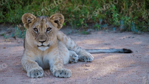Preview: African Lions during safari game drive in Kruger National park South Africa