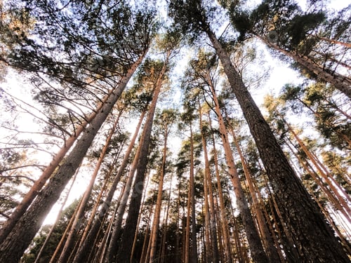 Preview: Bottom view to the tree top of a huge tree in forest. Daytime. Nature background