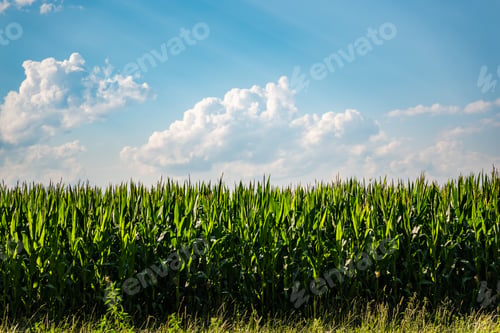 Preview: Rows of maize in rural area against blue sky in summer