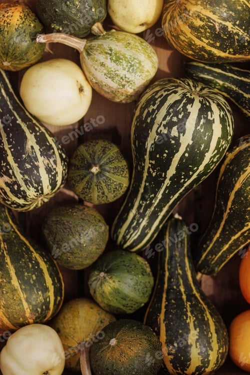 Preview: Variety of gourds, different shapes, patterns flat lay.