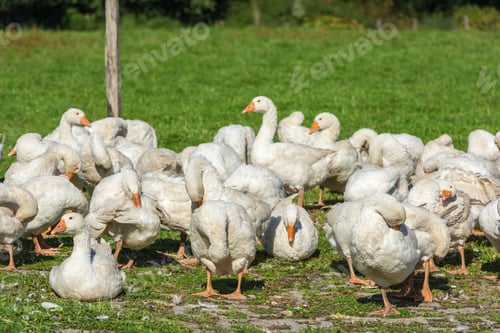 Preview: Geese gaggle grazing on green grass
