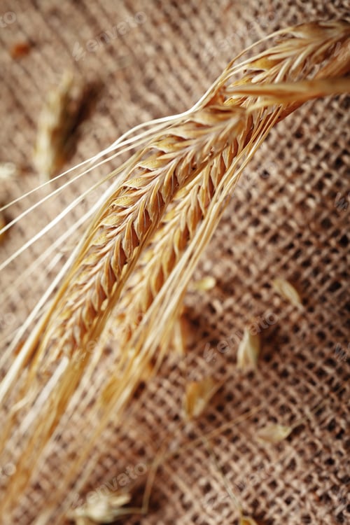 Preview: Wheat stems sitting on burlap fabric in a simple rural setting during the afternoon