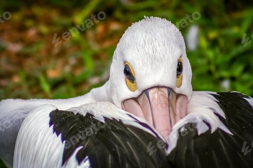 Preview: Pelican Bird head