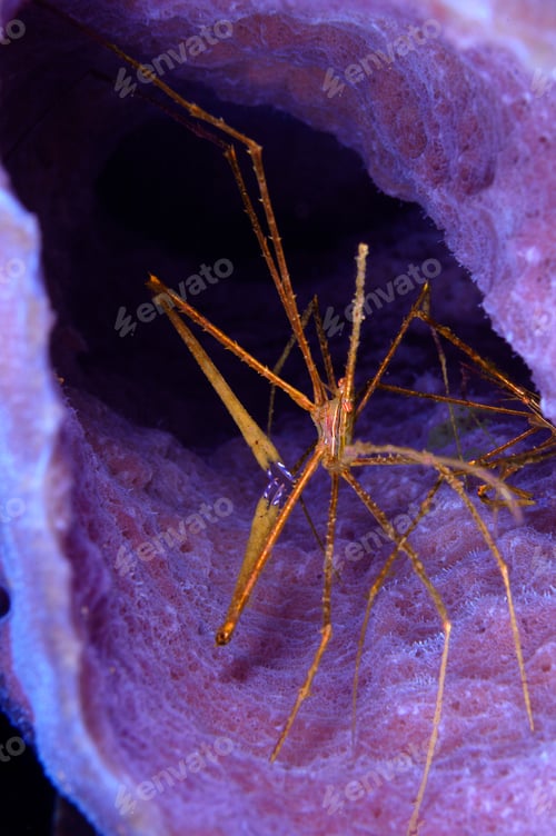 Preview: Arrow crab on purple sponge
