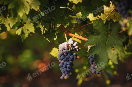 Preview: grape