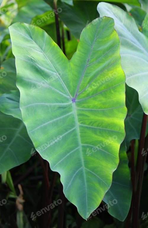 Preview: Large green heart shaped tropical leaf