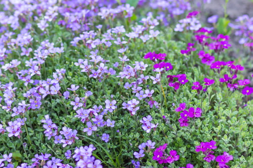 Preview: blooming lilac in the botanical garden