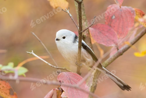 Preview: Long-tailed tit, Aegithalos caudatus. A beautiful bird sits on a branch among autumn leaves