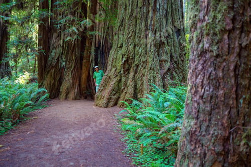 Preview: Big cedar trees