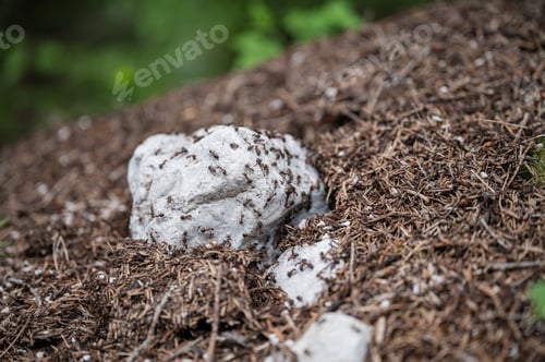 Preview: Closeuo view of an ants nest