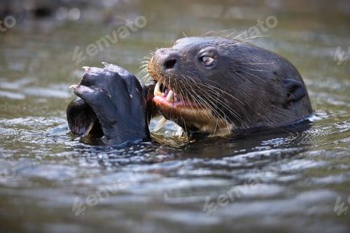 Preview: Close-up shot of a Giant otter eating a fish while swimming in the river
