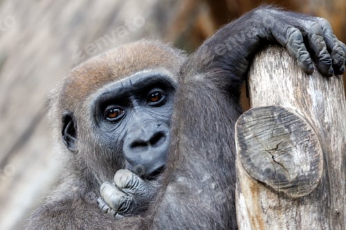 Preview: Close up view of a Western Lowland Gorilla