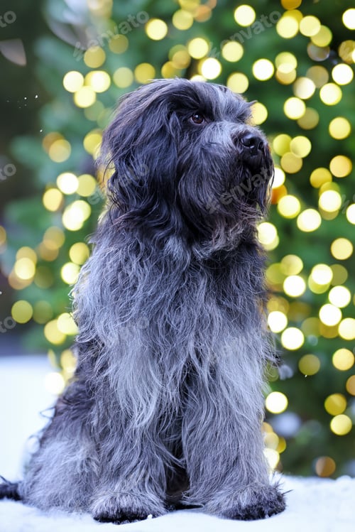 Preview: Schapendoes, Dutch Sheepdog portrait outdoors