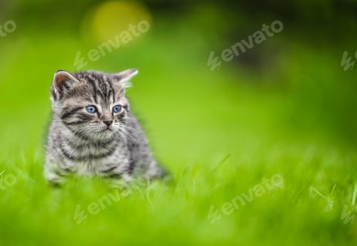 Preview: Cute Kitten on green grass background