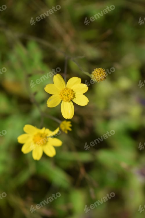 Preview: Selective focus shot of yellow wildflowers