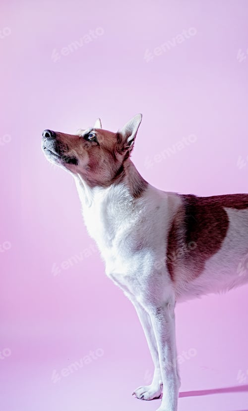 Preview: Mixed breed cute dog portrait on pink background