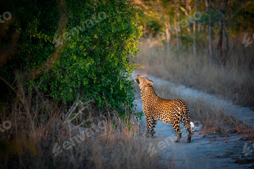 Preview: The side profile of a leopard, Panthera pardus, raises its head and smells leaves from a bush while