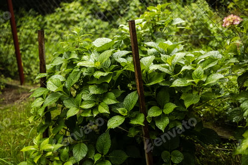 Preview: Plants or trees with green leaves growing on the ground and green nature background blurred with the