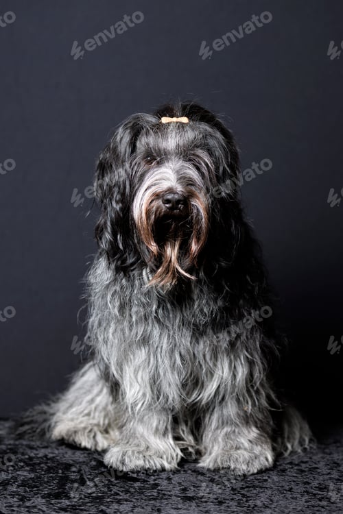 Preview: Schapendoes (Dutch Sheepdog) close up portrait