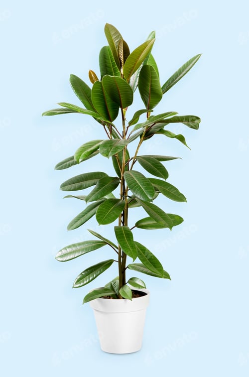 Preview: Ficus guianensis in pot against light blue background