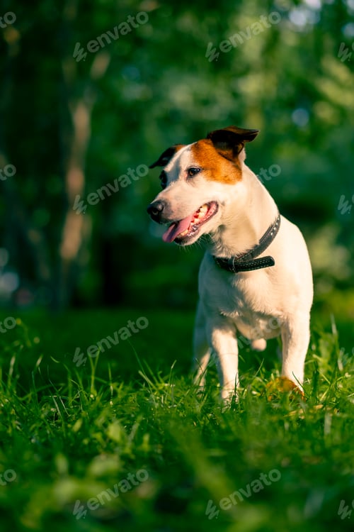 Preview: portrait of an active playful jack russell terrier dog on a walk in the park
