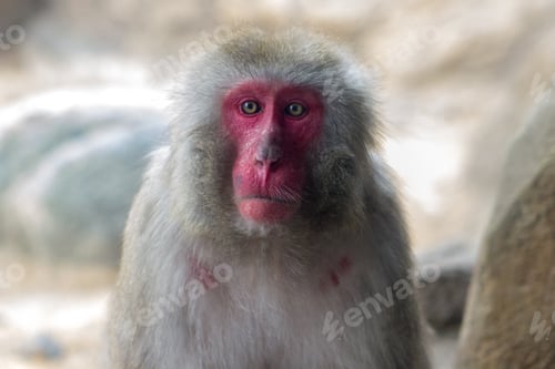 Preview: Red-faced ape monkey with beautiful eyes at the zoo