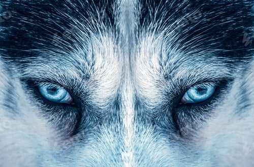 Preview: Husky eyes