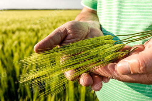Preview: Close up of senior farmer hands on field holding wheat crop in his hands.