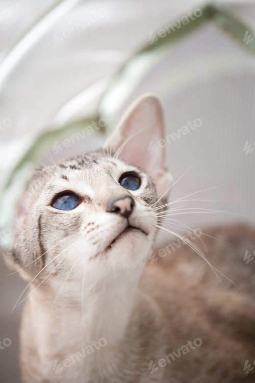 Preview: adorable siamese cat kitten with blue eyes