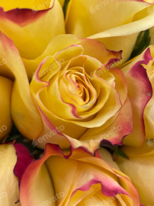 Preview: Roses