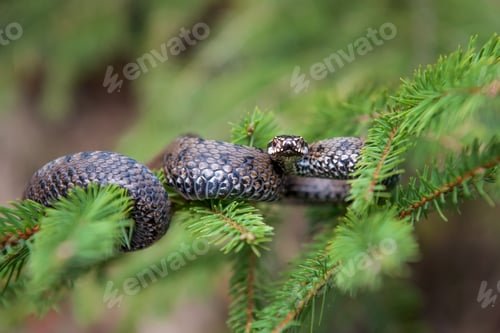 Preview: Vipera berus poisonous viper in summer on branch the of tree
