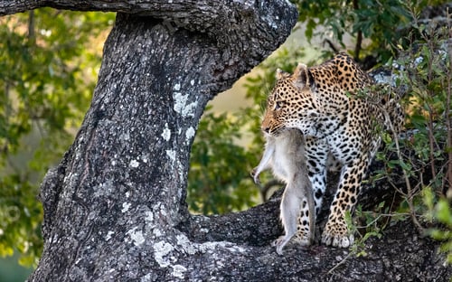 Preview: A leopard with a dead vervet monkey
