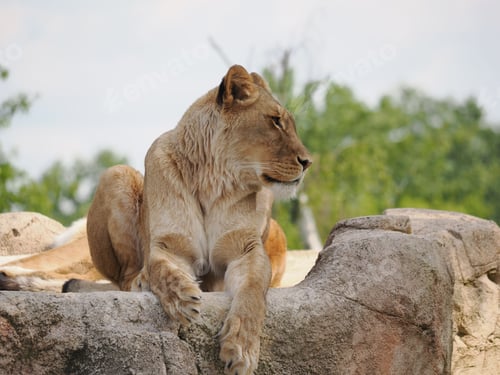 Preview: Majestic Lion reclining on a rocky surface in its enclosure, with its paws folded in front of it