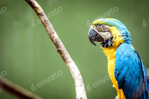 Preview: bird, parrot, Scarlet, Macaw