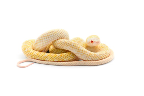 Preview: The Japanese rat snake albino isolated on white background