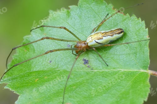 Preview: Closeup on a European long-jawed orb-weaver spider, Tetragnatha, laying on a green leaf