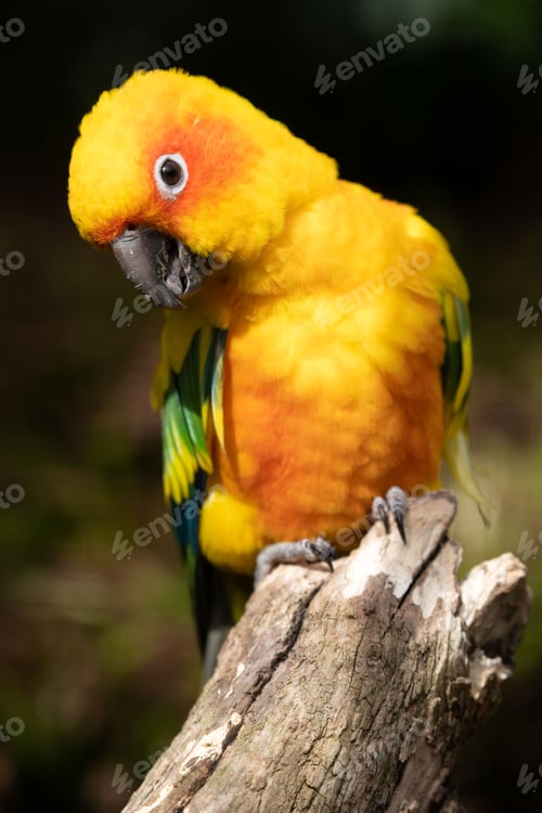 Preview: close up shot of sun parakeet (Aratinga solstitialis)