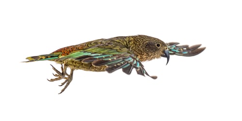 Preview: Kea Bird flying