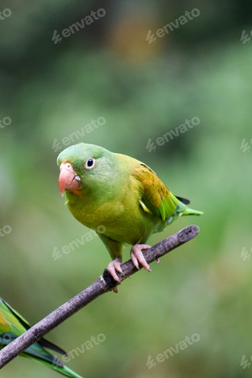 Preview: Green Tropical Bird in a Branch with a Green Background