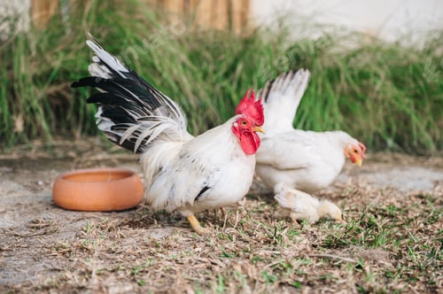 Preview: White hens and chick on rural yard in farm