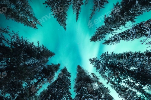Preview: Beautiful Aurora borealis, Northern lights glowing in snow covered pine forest in national park