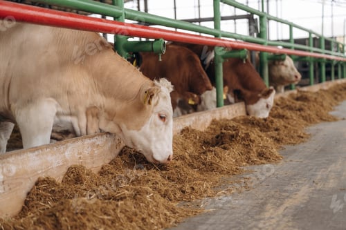 Preview: In the row. Cows in the stall at a daytime