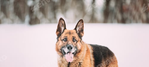 Preview: Portrait Of Purebred Adult Alsatian Wolf Dog Winter Day. Curious German Shepherd Dog Look At Camera