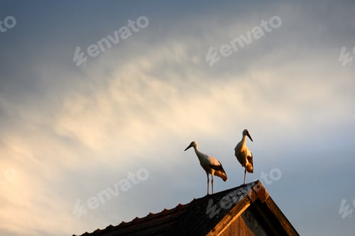Preview: A white stork couple on old house roof